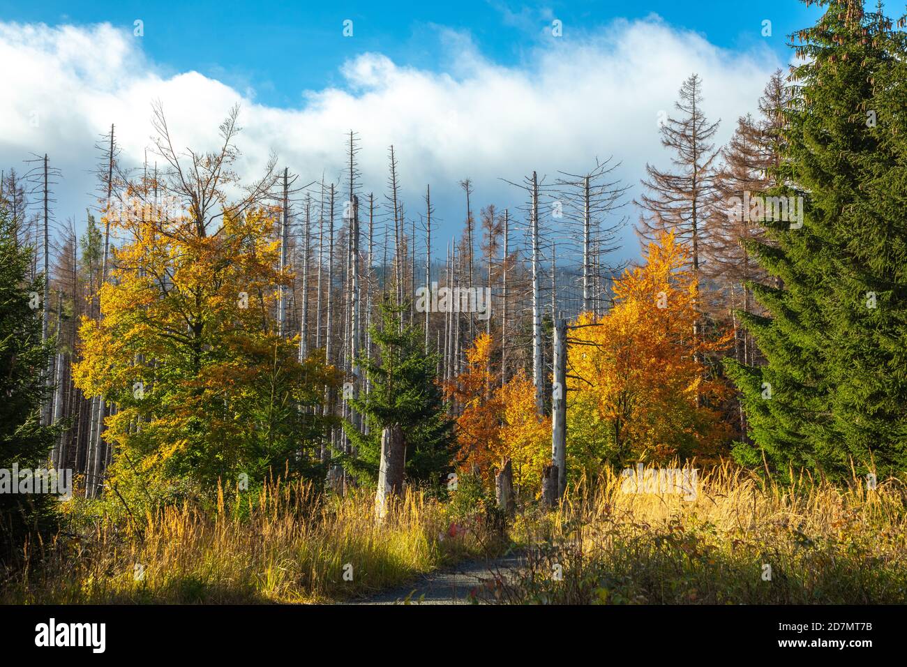 000 Bäume Gegen Den Waldsterben: Nationalpark Sächsische Schweiz 000 Bäume Gegen Den Waldsterben: Nationalpark Sächsische Schweiz