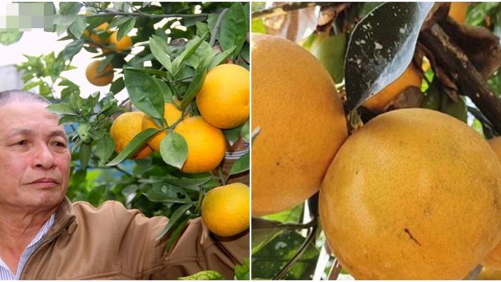 000đ/kg - Loại Quả Xưa Nay 000đ/kg - Loại Quả Xưa Nay