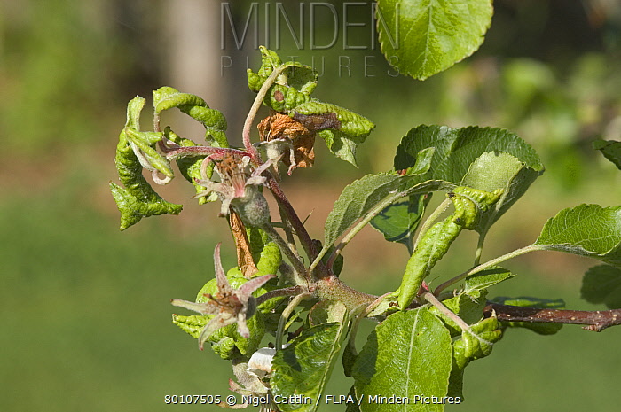 10-30% Apple Harvest Reduction Due To Rosy Apple Aphid Infestation 10-30% Apple Harvest Reduction Due To Rosy Apple Aphid Infestation