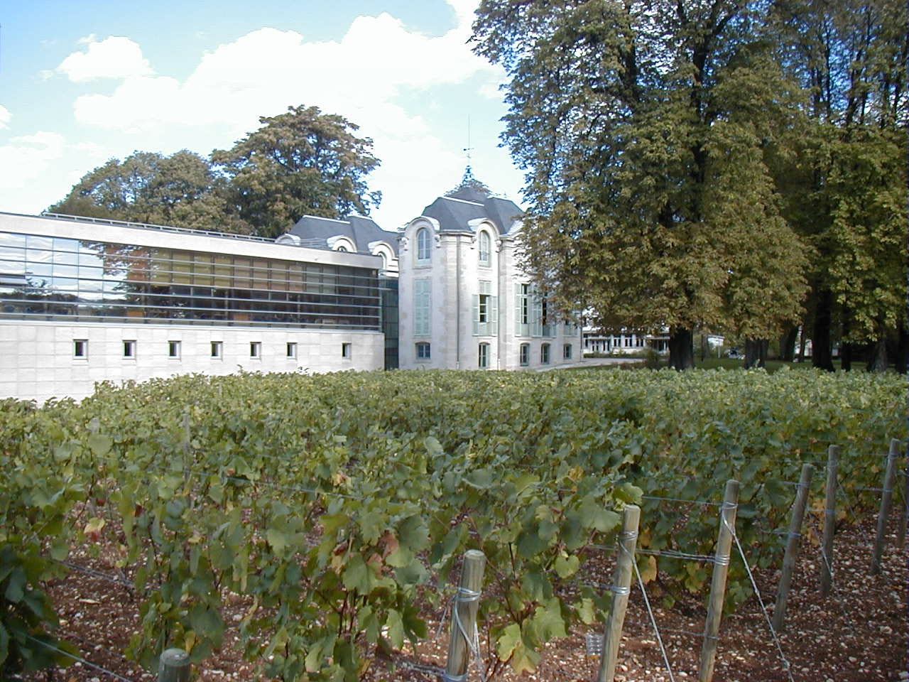 2500 Mètres Carrés De Vignes Plantés À Dijon (Secteur Des Valendons) 2500 Mètres Carrés De Vignes Plantés À Dijon (Secteur Des Valendons)