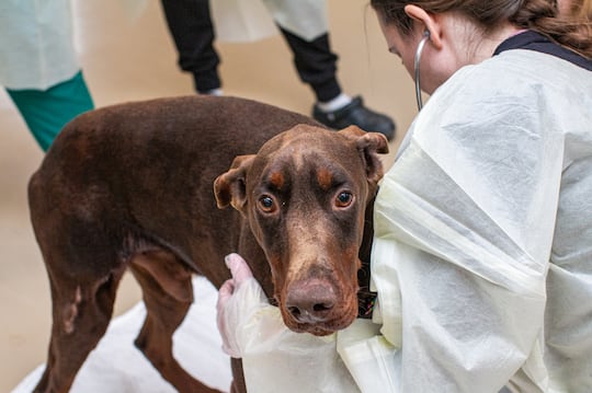 49 Dogs Removed From Licensed Breeder In Washington County: What Happened? 49 Dogs Removed From Licensed Breeder In Washington County: What Happened?