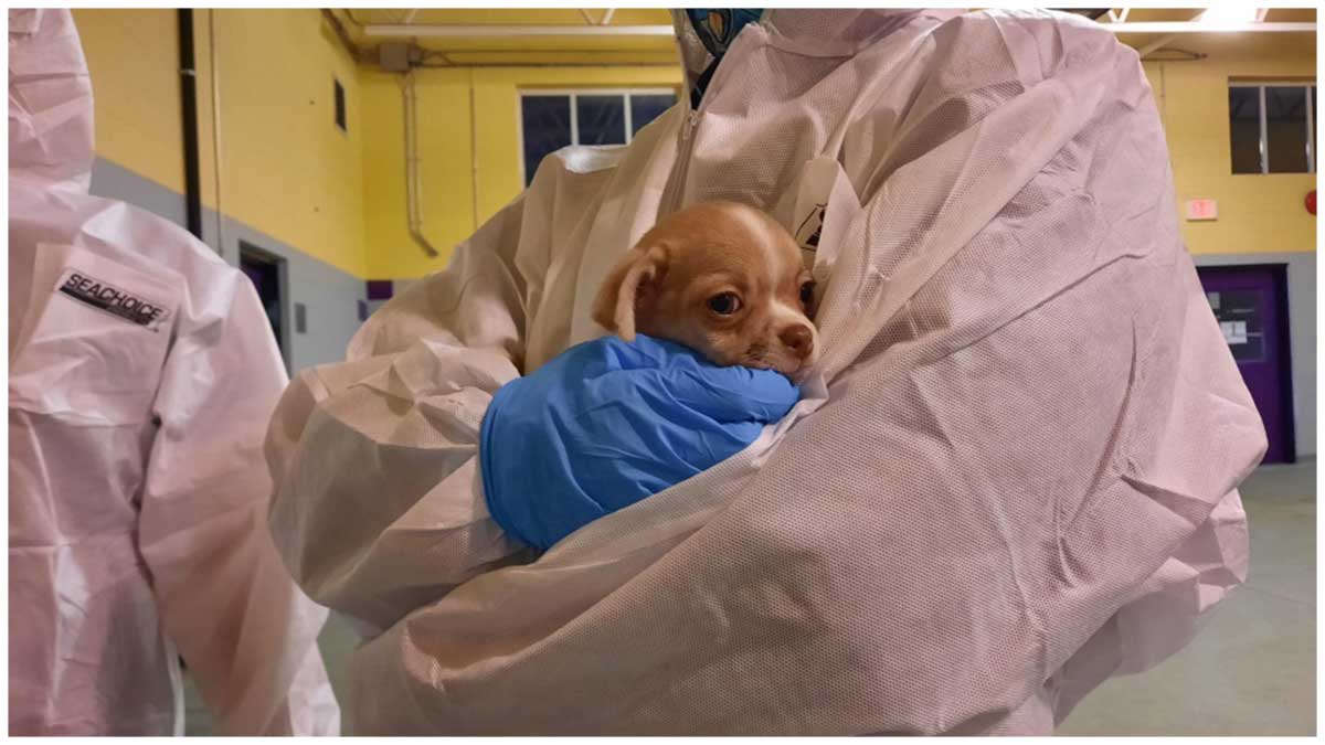 49 Dogs Seized From Washington County Breeder: Investigation Details 49 Dogs Seized From Washington County Breeder: Investigation Details