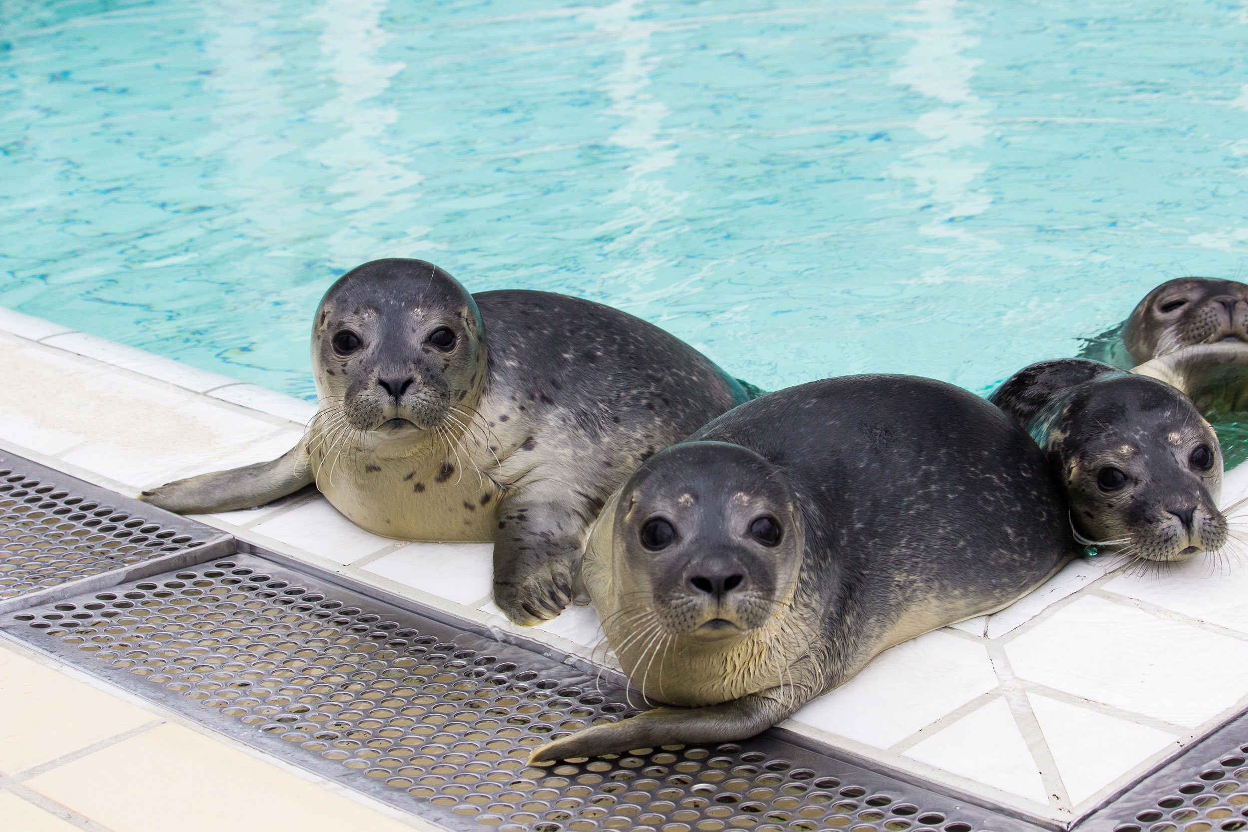 50 Years Of Seal Rescue: Pieterburen Center Releases Final Animals 50 Years Of Seal Rescue: Pieterburen Center Releases Final Animals