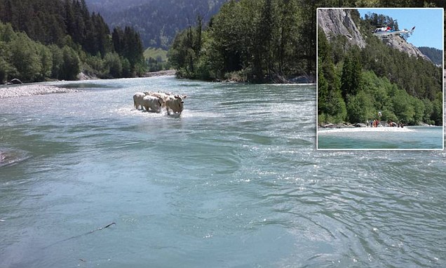 96 Cows Airlifted: Details Of The Swiss Village Rescue Operation 96 Cows Airlifted: Details Of The Swiss Village Rescue Operation