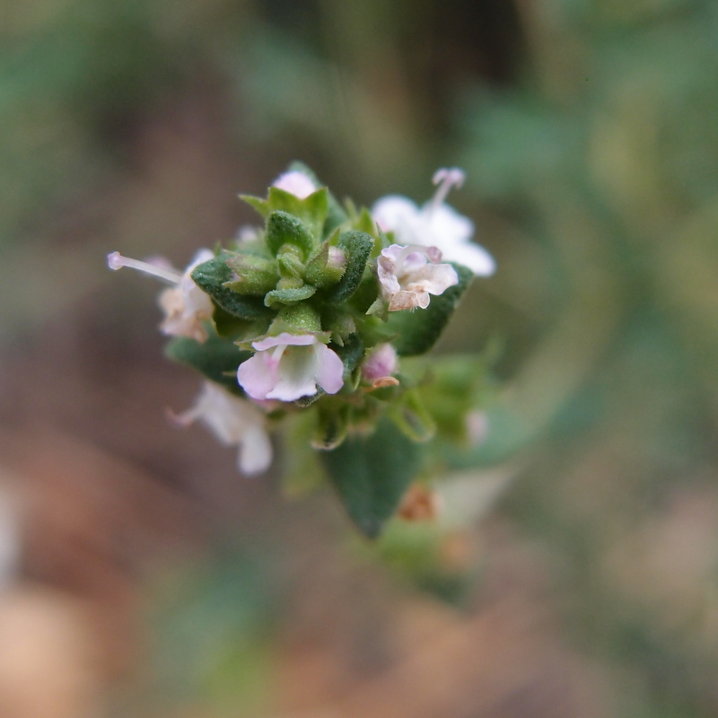 A Guide To Using Rosemary & Thyme In Your Garden A Guide To Using Rosemary & Thyme In Your Garden