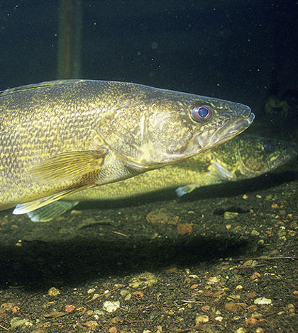 Analyzing The Walleye Credit Cut: Realigning Commodities Teams With Core Group Priorities Analyzing The Walleye Credit Cut: Realigning Commodities Teams With Core Group Priorities