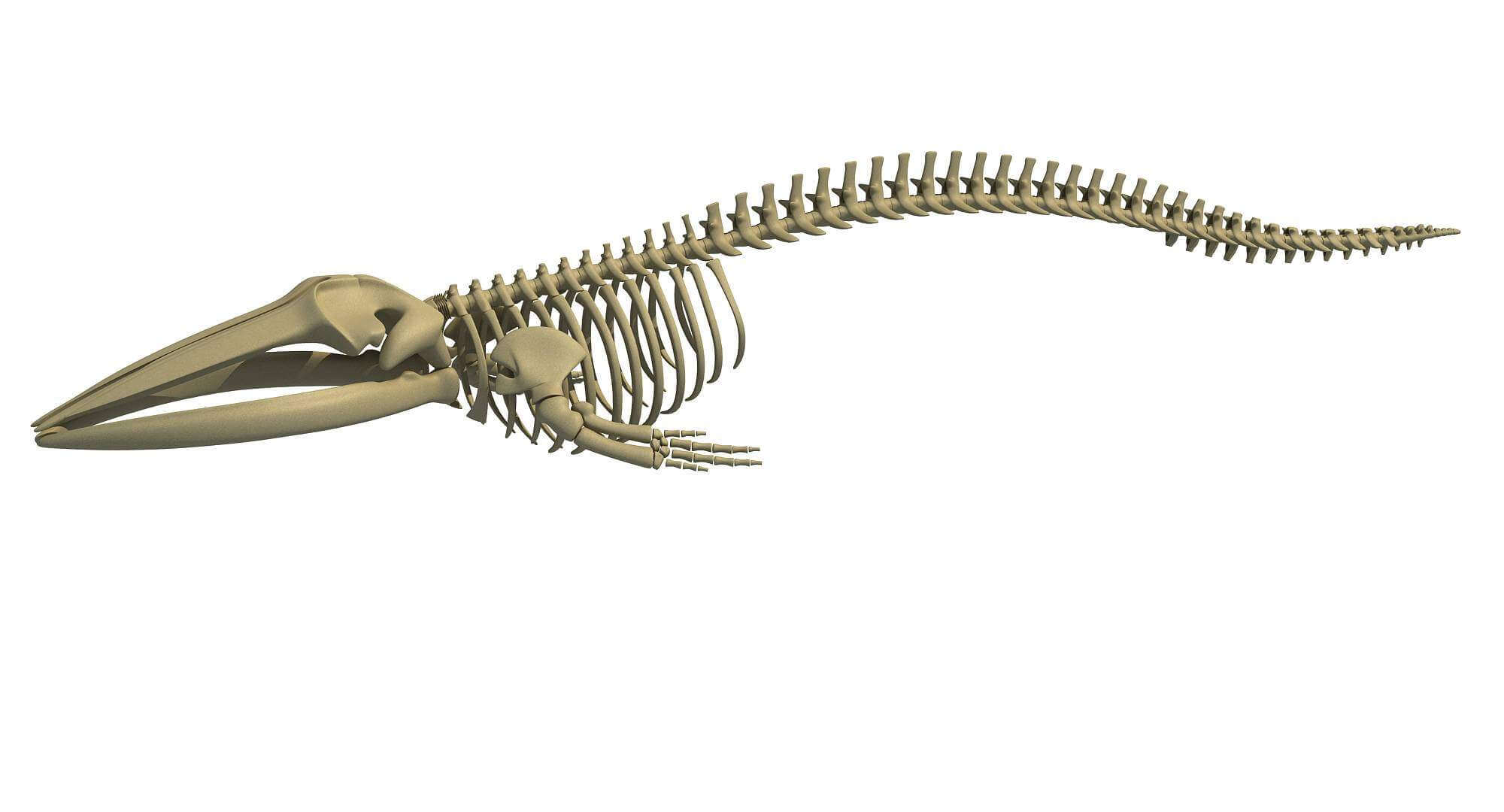 Anchorage Fin Whale Skeleton Recovery Challenges: Impact Of Warming Weather And Mud Anchorage Fin Whale Skeleton Recovery Challenges: Impact Of Warming Weather And Mud