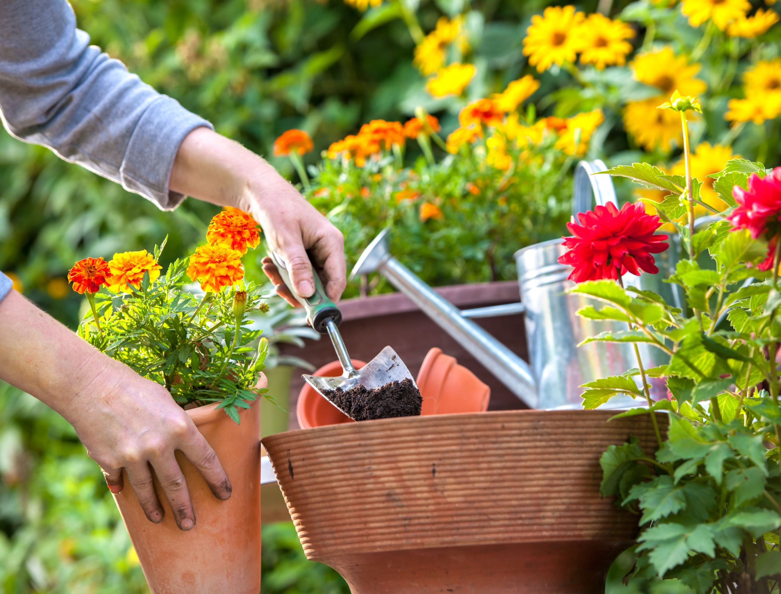 Annuals Or Perennials? A Guide To Selecting The Perfect Garden Plants Annuals Or Perennials? A Guide To Selecting The Perfect Garden Plants