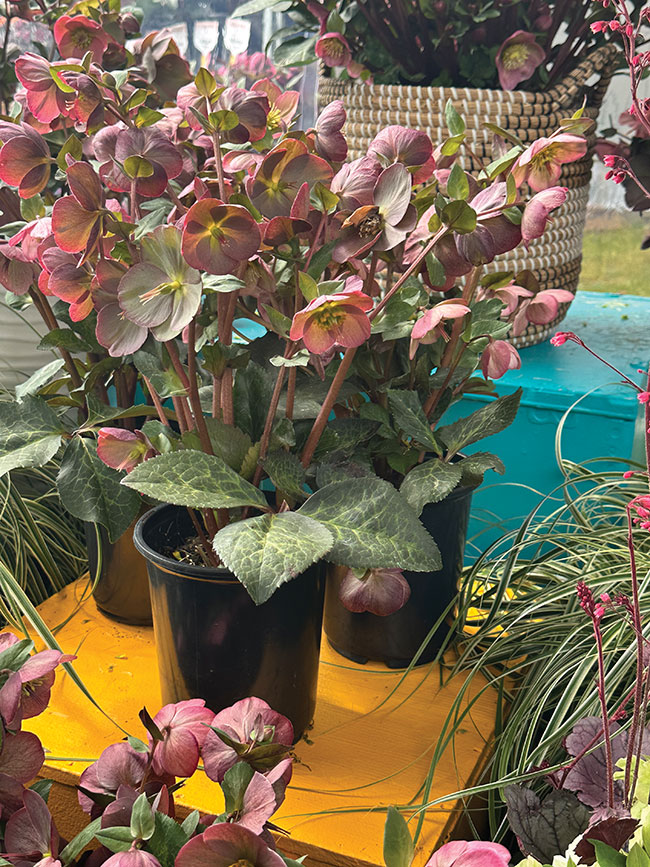 Annuals Or Perennials: Factors To Consider For Your Flower Garden Annuals Or Perennials: Factors To Consider For Your Flower Garden