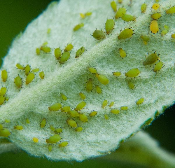 Apple Crop Losses: Rosy Apple Aphid Impact And Expected Harvest Reduction Apple Crop Losses: Rosy Apple Aphid Impact And Expected Harvest Reduction