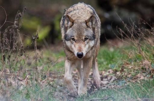 Barton's North State: Addressing The Growing Wolf Population