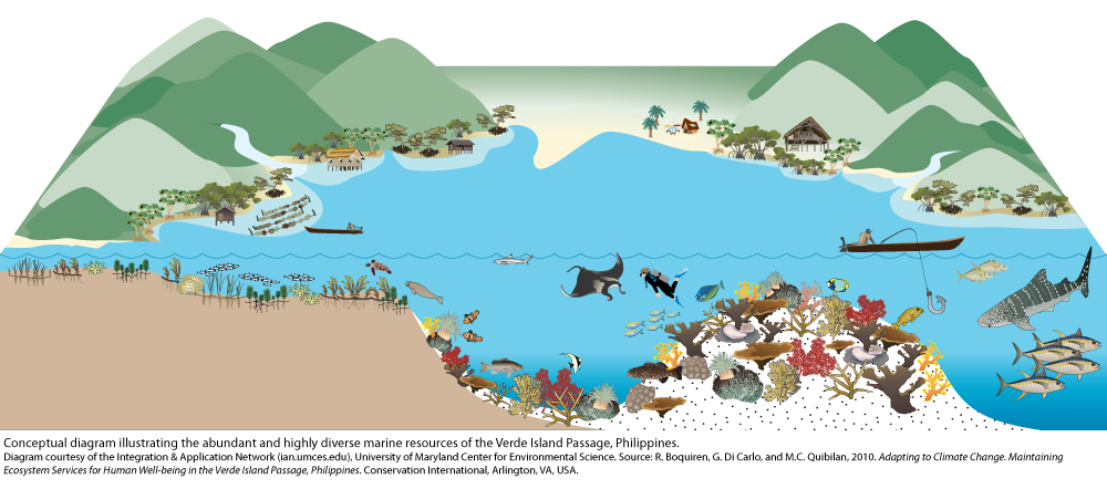 Boosting Scotland's Coastal Ecosystems: Seagrass Planting Initiatives Boosting Scotland's Coastal Ecosystems: Seagrass Planting Initiatives
