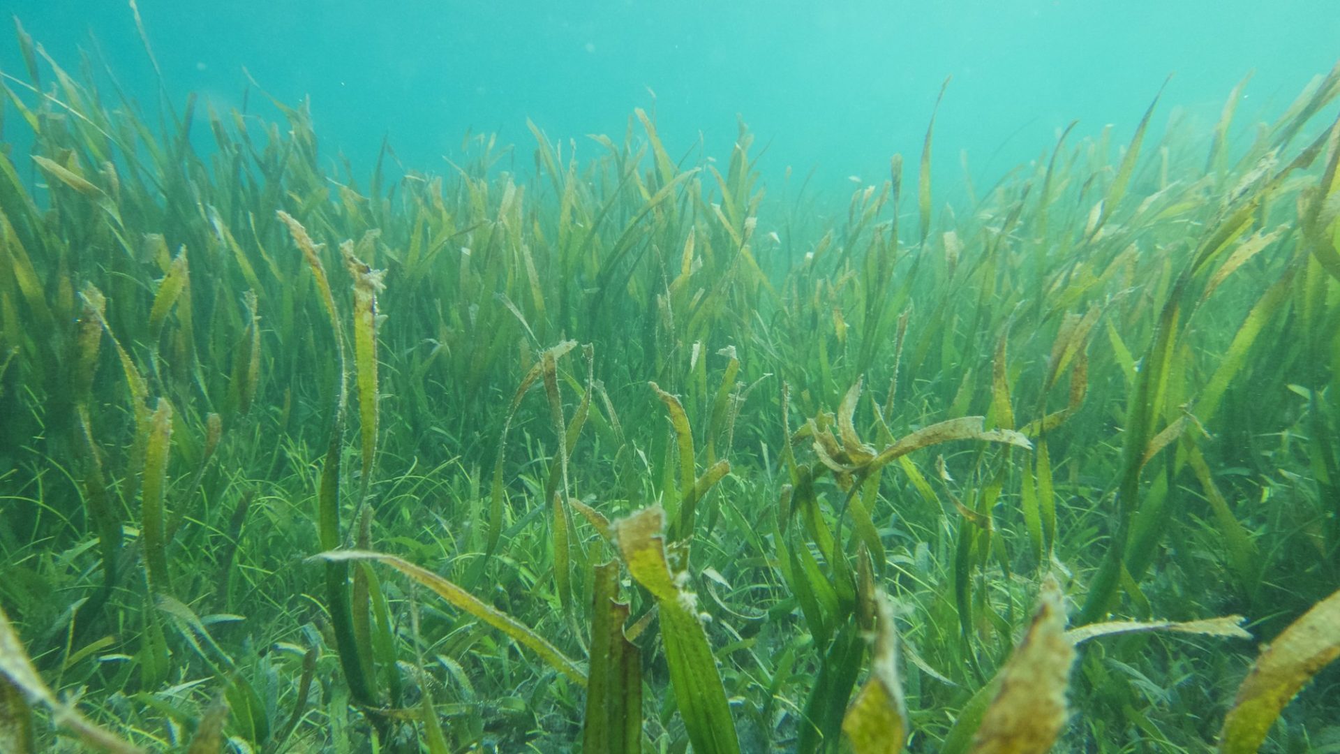 Boosting Scotland's Marine Life: The Role Of Seagrass Restoration Bids Boosting Scotland's Marine Life: The Role Of Seagrass Restoration Bids