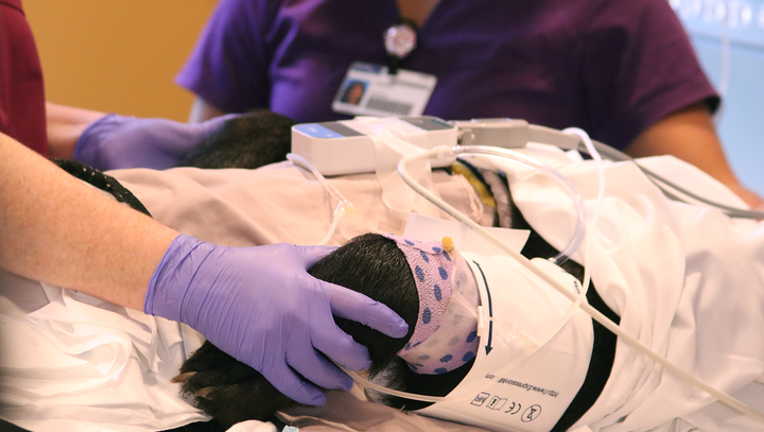 Brevard County Hospital Closure: Orlando Health's Announcement And Community Response Brevard County Hospital Closure: Orlando Health's Announcement And Community Response