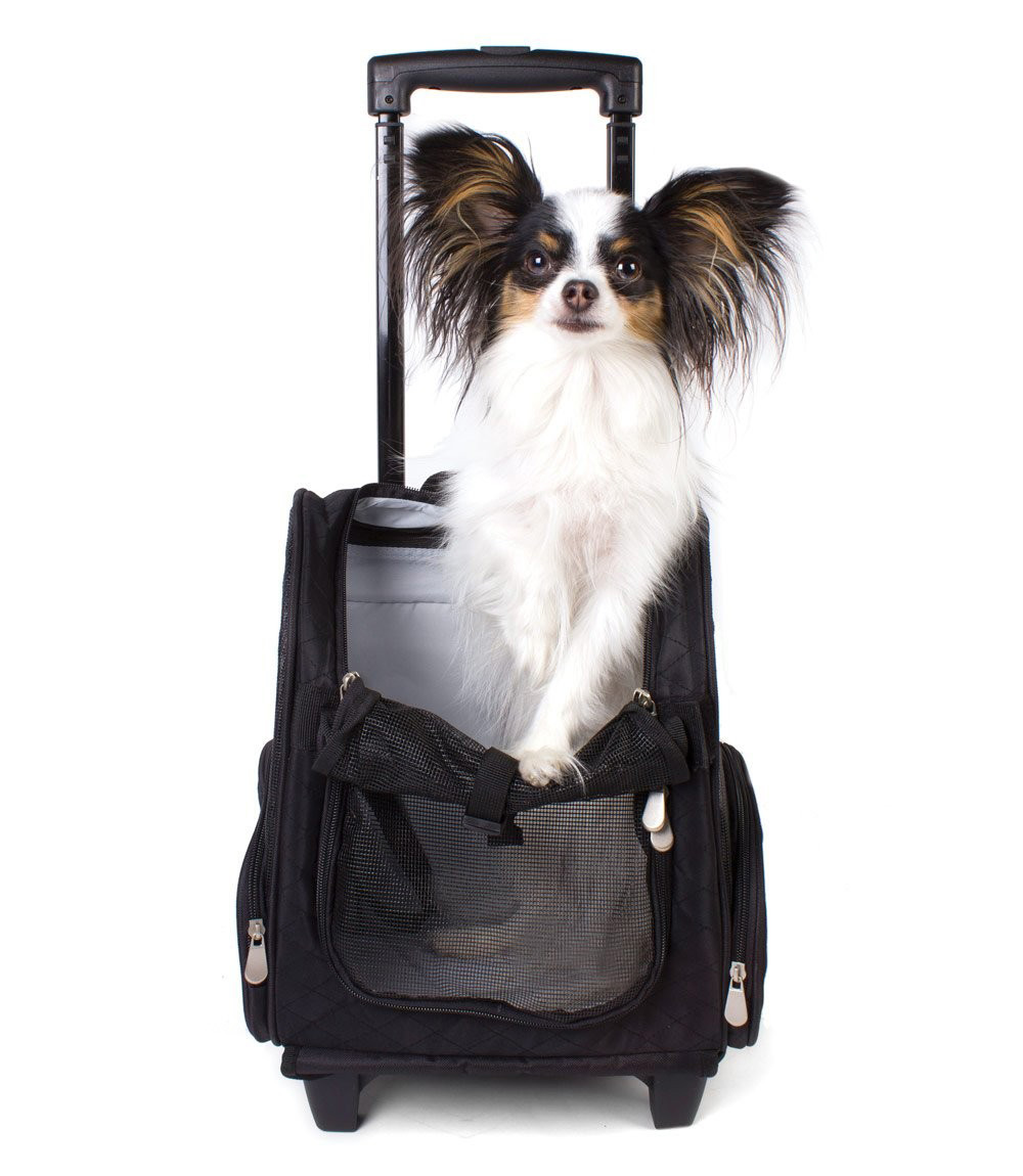 Bringing Your Pet Along: Uber's Mumbai Pet Transportation Guide Bringing Your Pet Along: Uber's Mumbai Pet Transportation Guide