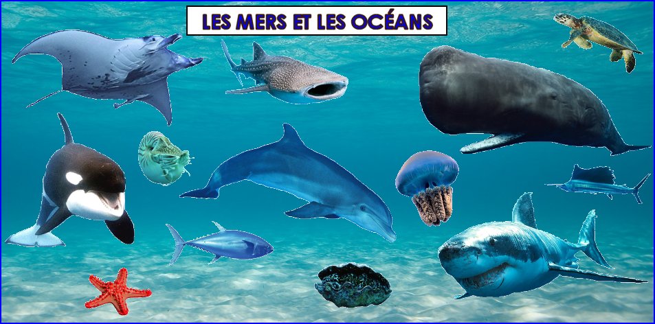 Camargue : Le Festival De Port-Saint-Louis-du-Rhône Met À L'honneur Les Mers Et Les Océans