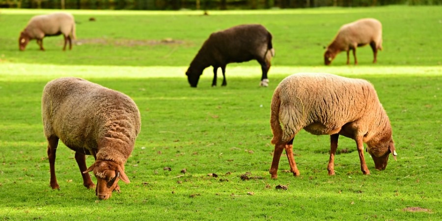 Can Farmers Trust Reform UK To Support The Agricultural Sector? Can Farmers Trust Reform UK To Support The Agricultural Sector?