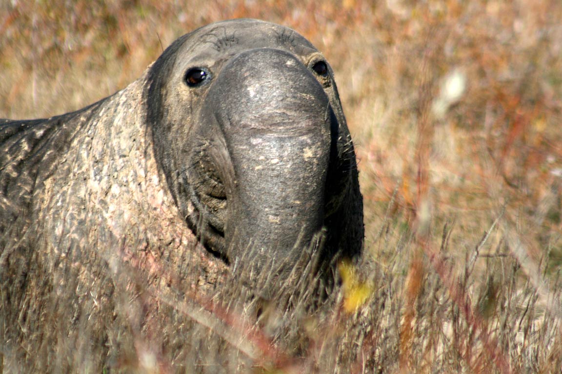 Cape Town Elephant Seal Causes Suburban Commotion Cape Town Elephant Seal Causes Suburban Commotion
