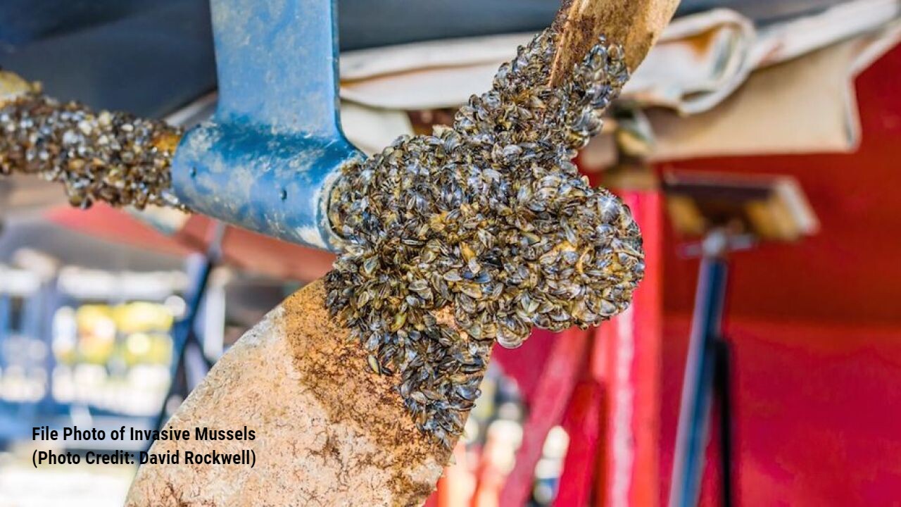 Casper Boat Lift Hosts Thousands Of Invasive Zebra Mussels Casper Boat Lift Hosts Thousands Of Invasive Zebra Mussels