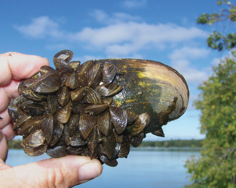 Casper Boat Lift Reveals Thousands Of Invasive Zebra Mussels Casper Boat Lift Reveals Thousands Of Invasive Zebra Mussels