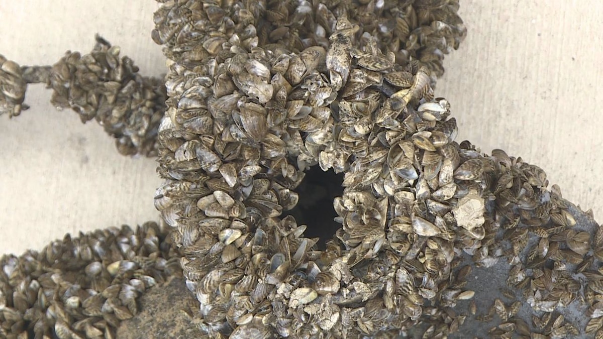 Casper Resident's Boat Lift: Thousands Of Zebra Mussels Discovered Casper Resident's Boat Lift: Thousands Of Zebra Mussels Discovered