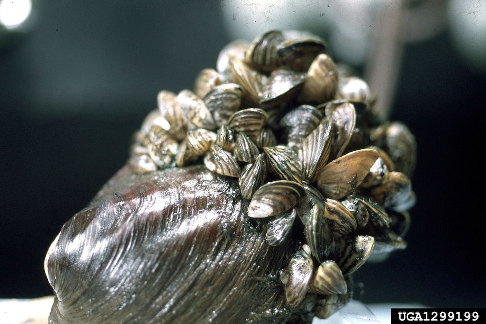 Casper Resident's Shocking Boat Lift Zebra Mussel Discovery Casper Resident's Shocking Boat Lift Zebra Mussel Discovery