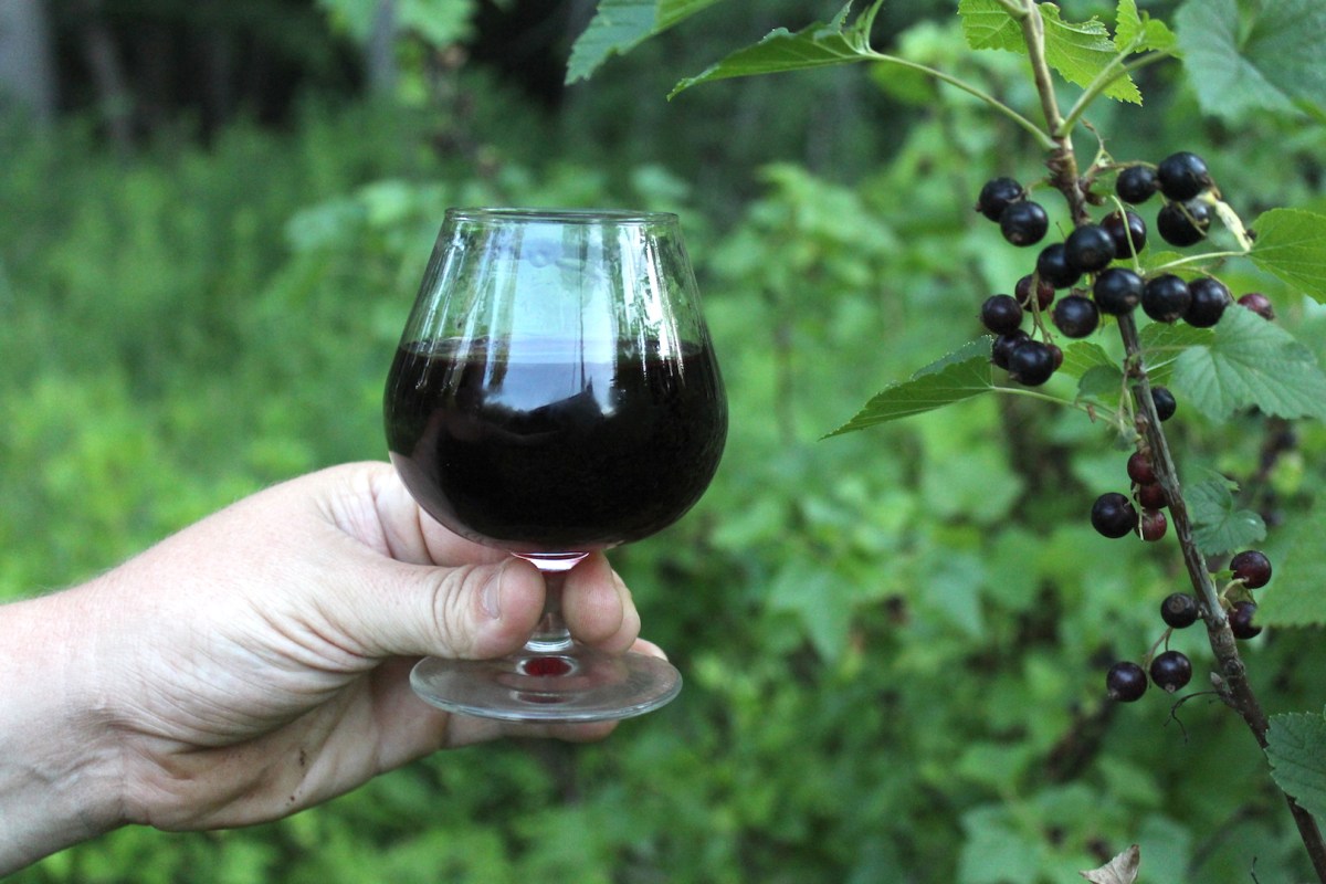 Cassis Blackcurrant: Growing, Harvesting, And Preserving Techniques Cassis Blackcurrant: Growing, Harvesting, And Preserving Techniques