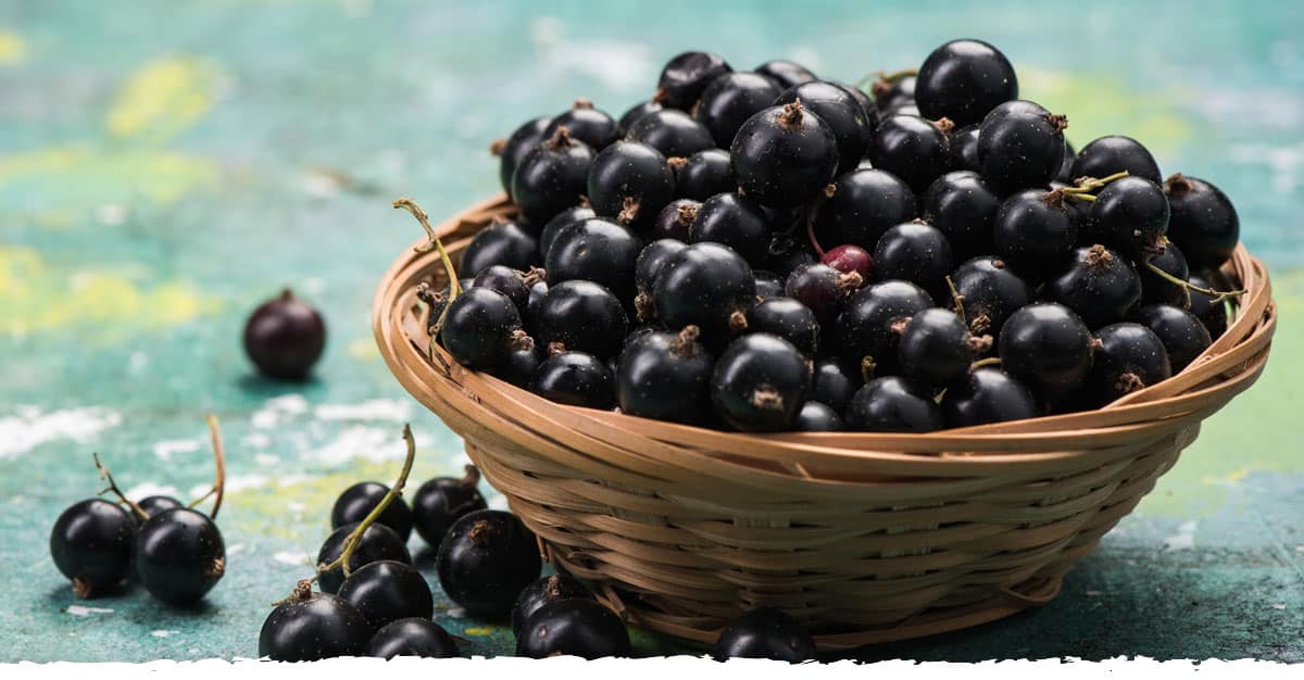 Cassis Blackcurrant: Health Benefits And Nutritional Information Cassis Blackcurrant: Health Benefits And Nutritional Information