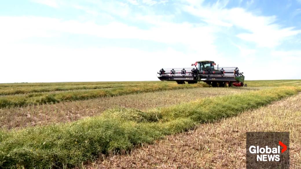 China Seeks New Canola Suppliers After Canada Dispute China Seeks New Canola Suppliers After Canada Dispute