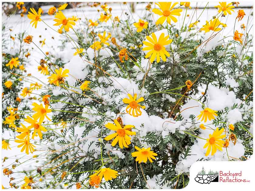 Choosing Between Annuals And Perennials: A Practical Guide For Gardeners Choosing Between Annuals And Perennials: A Practical Guide For Gardeners