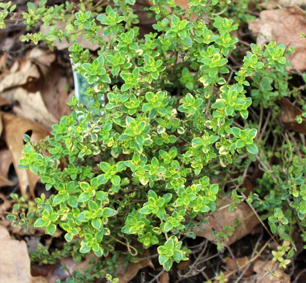 Choosing The Best Rosemary & Thyme For Your Needs Choosing The Best Rosemary & Thyme For Your Needs