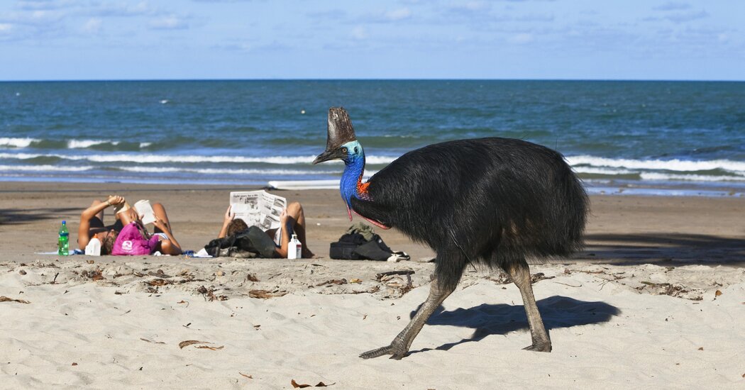 Combating The Killer Seaweed: Protecting Australia's Marine Life Combating The Killer Seaweed: Protecting Australia's Marine Life