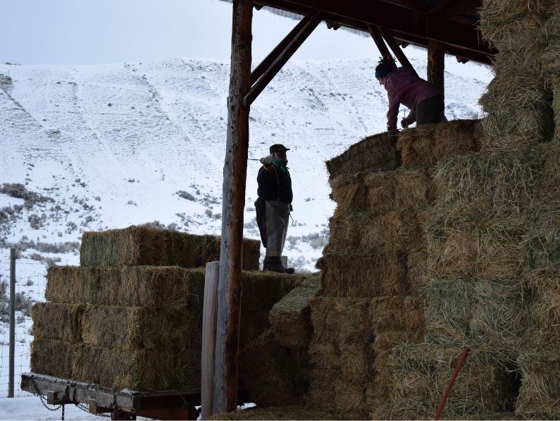 Confirmed CWD Case At Jackson Hole Elk Feedground: Public Health And Wildlife Concerns Confirmed CWD Case At Jackson Hole Elk Feedground: Public Health And Wildlife Concerns