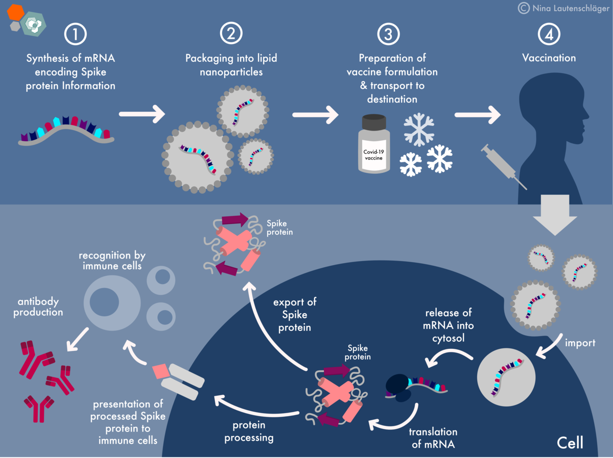COVID-19 Vaccines: A Shield Against Long COVID? COVID-19 Vaccines: A Shield Against Long COVID?