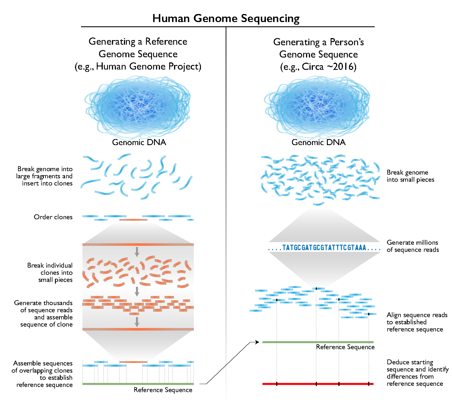 CRISPR's Potential: Inserting Functional Genes Into The Human Genome CRISPR's Potential: Inserting Functional Genes Into The Human Genome