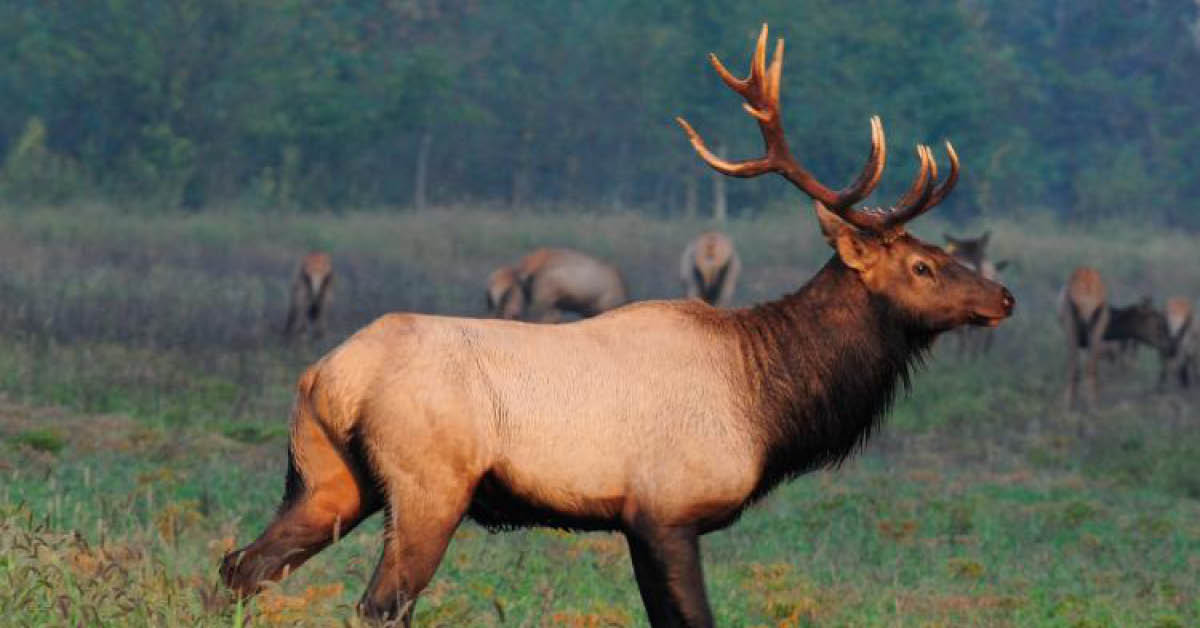 CWD Found In Jackson Hole Elk: Understanding The Risks CWD Found In Jackson Hole Elk: Understanding The Risks