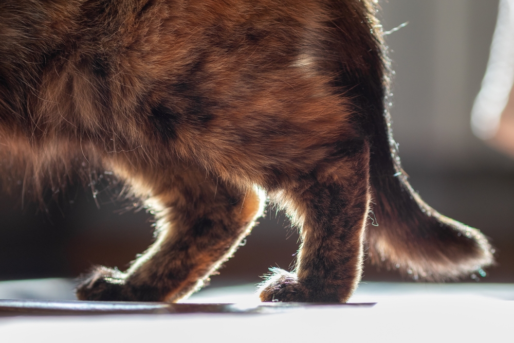 Decoding Veterinary Watchdog Complaints: Fact From Fiction Decoding Veterinary Watchdog Complaints: Fact From Fiction