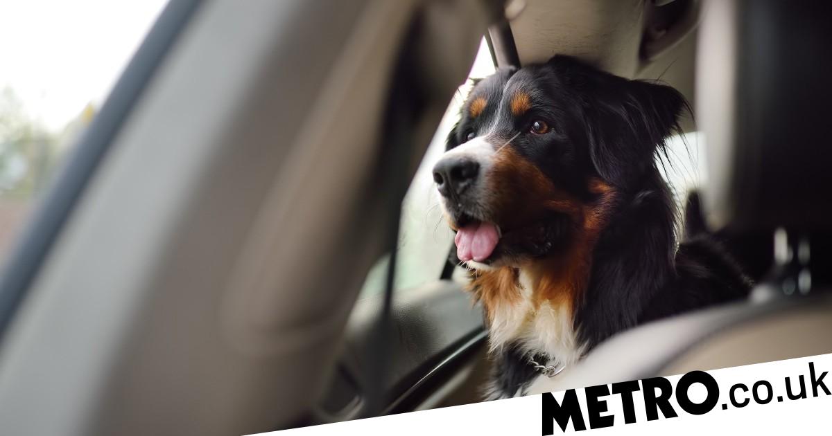 Delhi And Mumbai Residents Can Now Use Uber For Pet Transportation Delhi And Mumbai Residents Can Now Use Uber For Pet Transportation