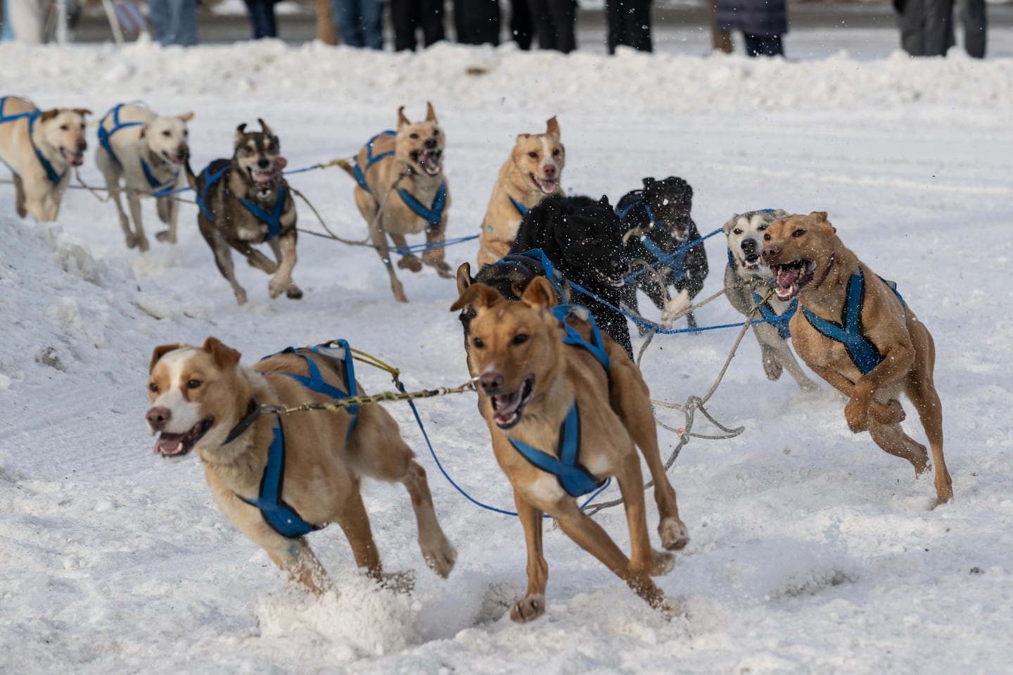 Despite Shorter Course, Fur Rondy Mushers And Dogs Push On Despite Shorter Course, Fur Rondy Mushers And Dogs Push On