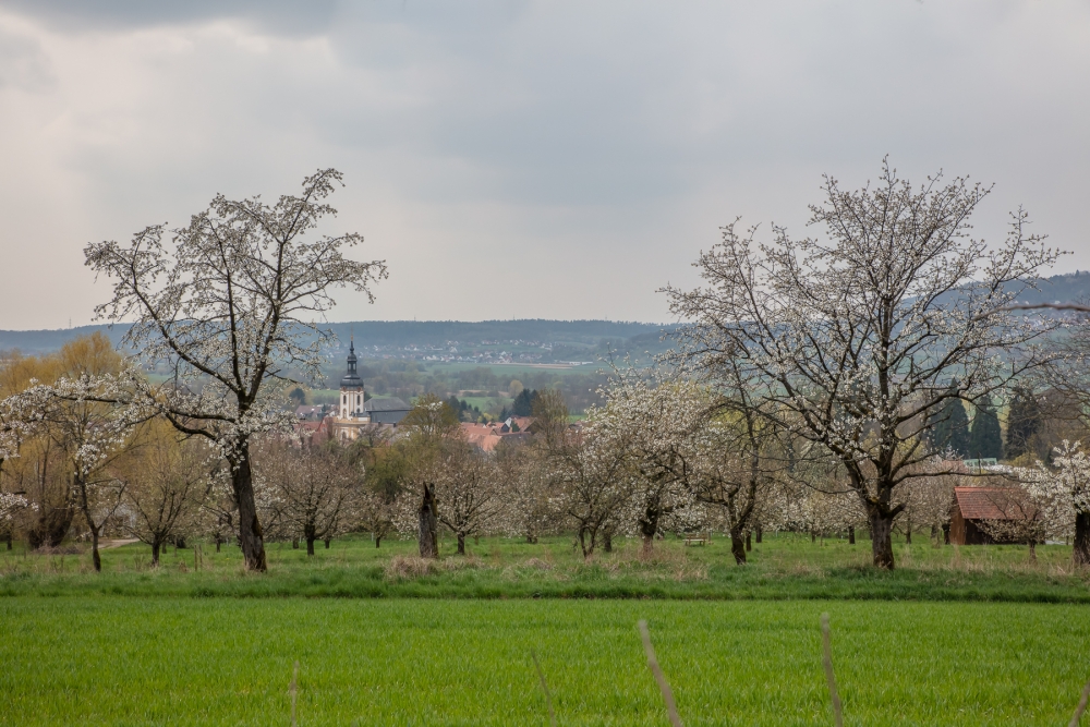 Die Schönsten Kirschblütenbäume In Pretzfeld Und Der Fränkischen Schweiz Die Schönsten Kirschblütenbäume In Pretzfeld Und Der Fränkischen Schweiz