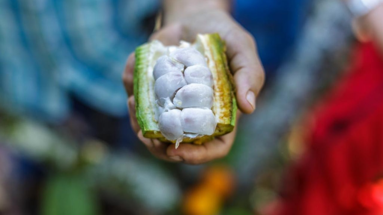 El Superalimento Que Combate Enfermedades Crónicas Y Promueve La Longevidad El Superalimento Que Combate Enfermedades Crónicas Y Promueve La Longevidad