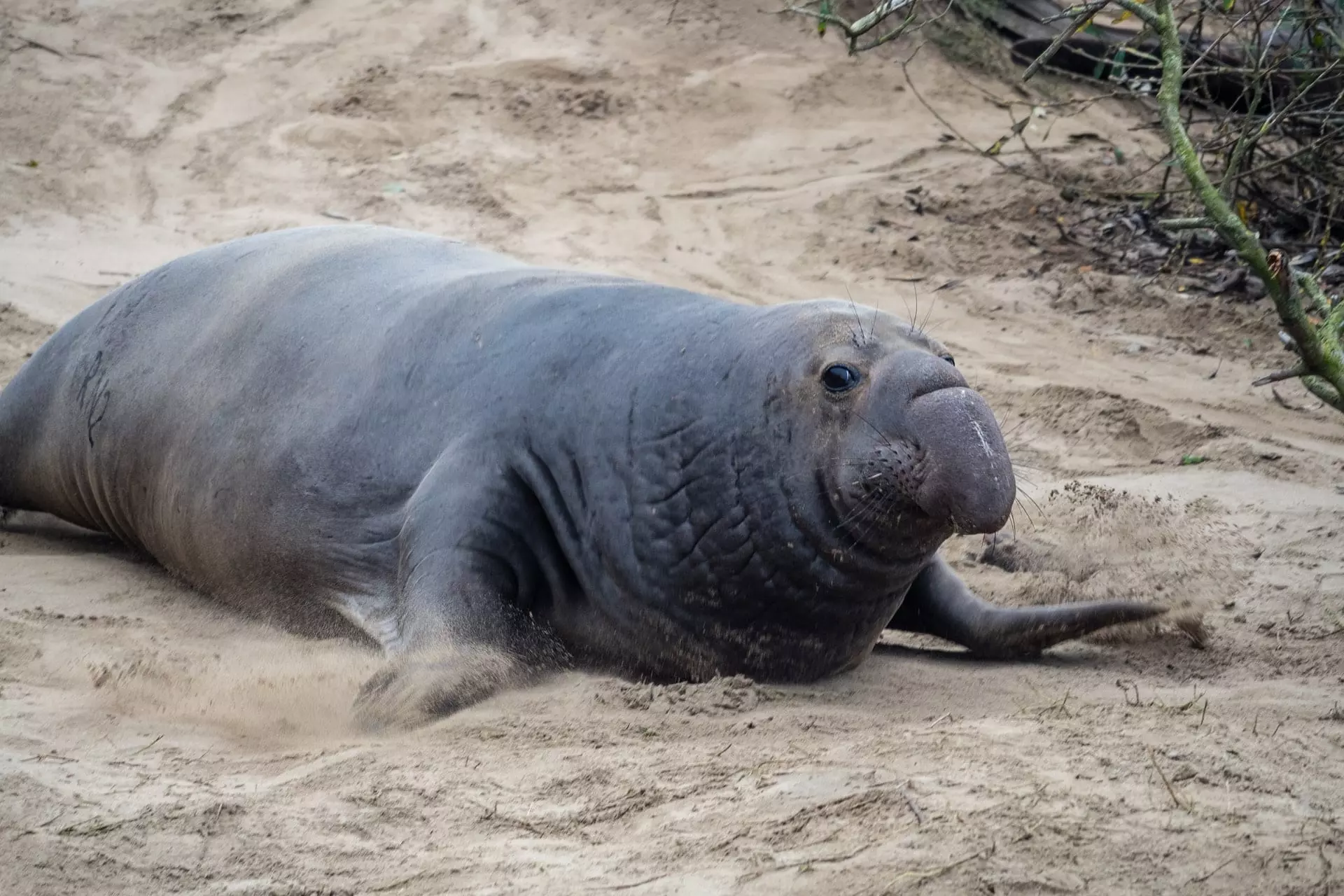 Elephant Seal Spotted In Cape Town Suburb
