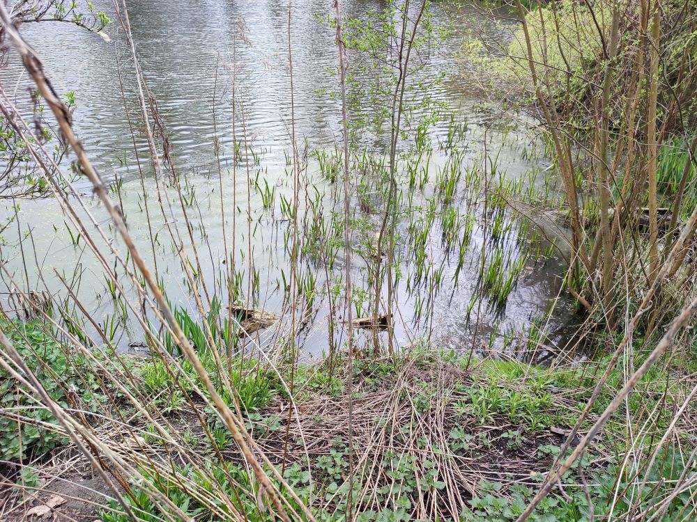 Entwicklung Des Bodensee-Wasserstands: Fakten Und Analysen Entwicklung Des Bodensee-Wasserstands: Fakten Und Analysen