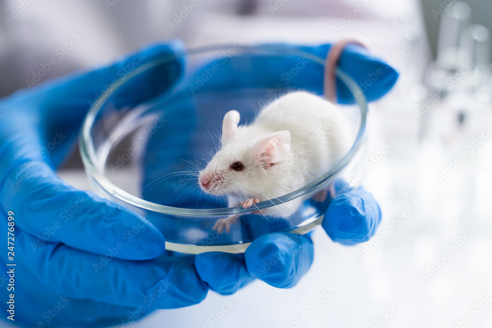 Exploring The Reality Of US Funding For Transgender Mouse Research Exploring The Reality Of US Funding For Transgender Mouse Research