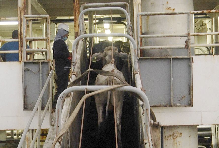 Exportaciones Ganaderas Uruguayas: El Impacto Del Inusual Regalo A China Exportaciones Ganaderas Uruguayas: El Impacto Del Inusual Regalo A China