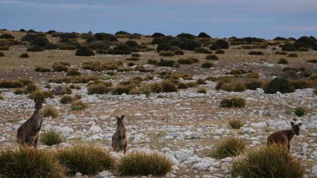 Farmers Struggle Amidst Drought And Kangaroo Overpopulation In South Australia Farmers Struggle Amidst Drought And Kangaroo Overpopulation In South Australia