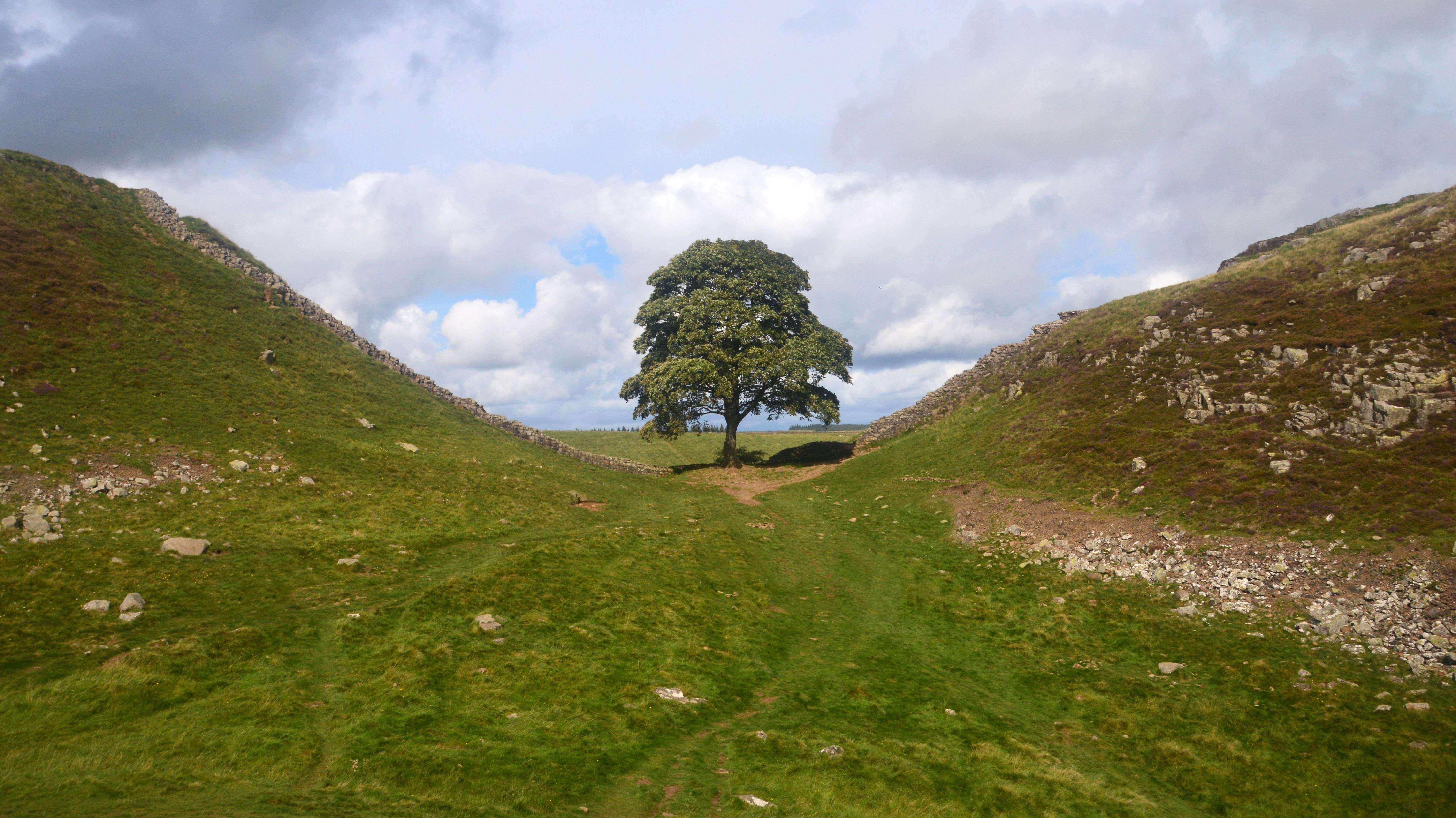 Felling Of Iconic Sycamore Gap Tree: Two Convictions Felling Of Iconic Sycamore Gap Tree: Two Convictions