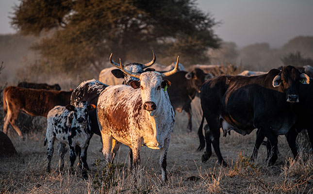 Flooding: A Grave Threat To Livestock And Farms Flooding: A Grave Threat To Livestock And Farms