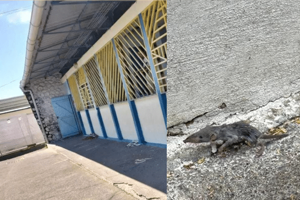 Florange: Problème De Rats À L'École Bouton D'Or - Appel À L'Action Des Parents Florange: Problème De Rats À L'École Bouton D'Or - Appel À L'Action Des Parents