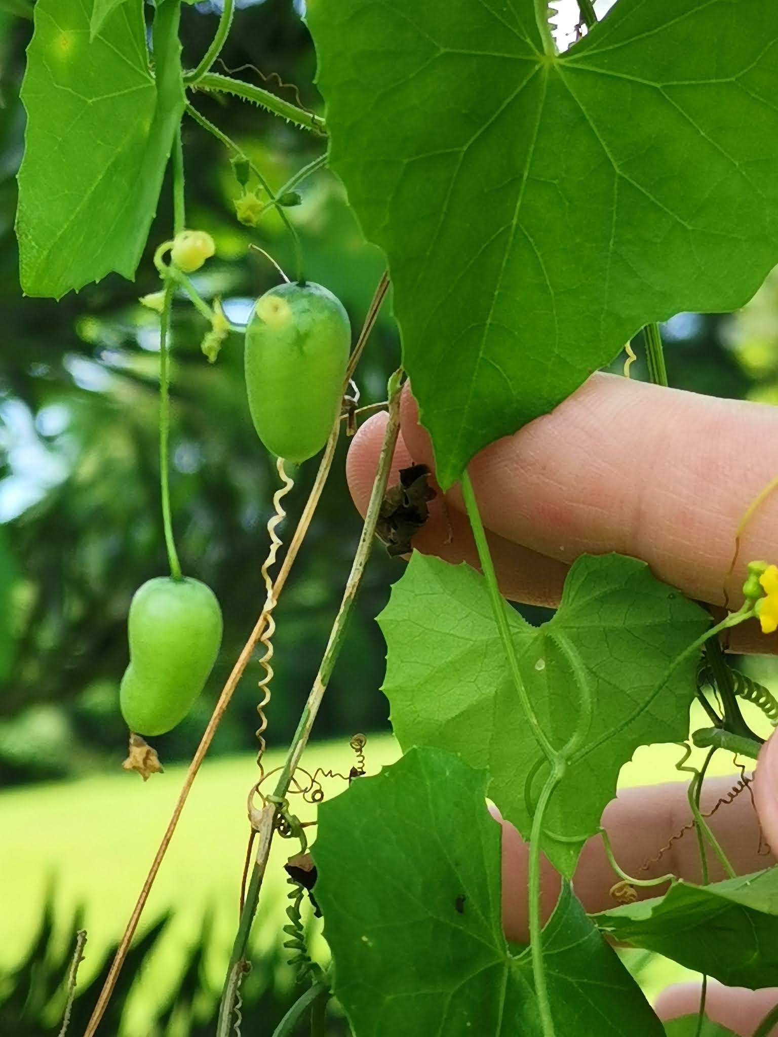 Foraging For Edible Roots: A Country Diary Entry On A Carrot Relative